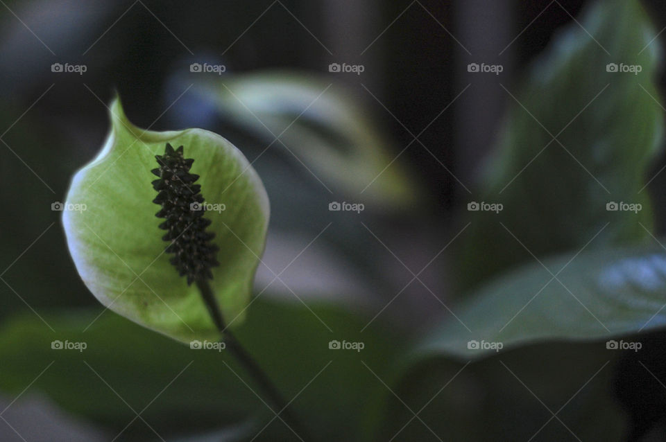 beautiful flowers grow in the summer garden