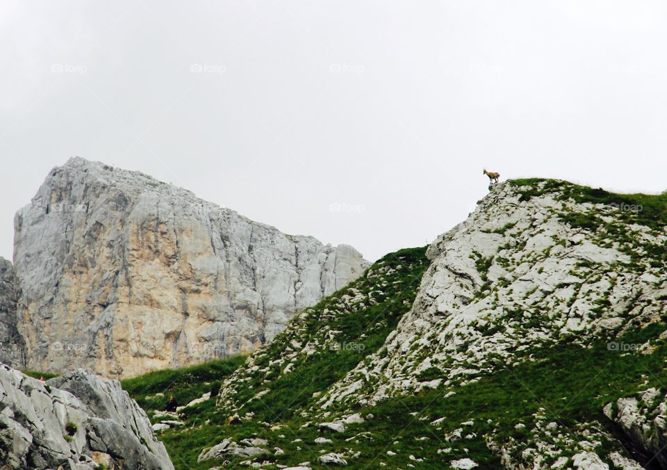 Chamois in the mountain . This photo wan taken on August 4, 2014 in the mountain Col de la Cocombiere, France