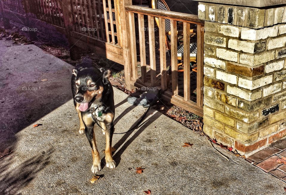 Dog standing on street