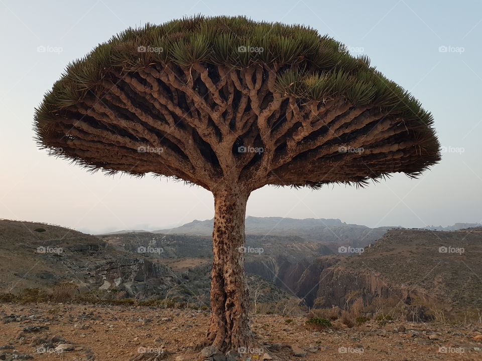 Gorgeous dragon tree at Socotra island (Yemen), Dixam