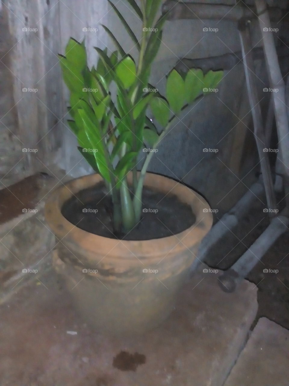 plant