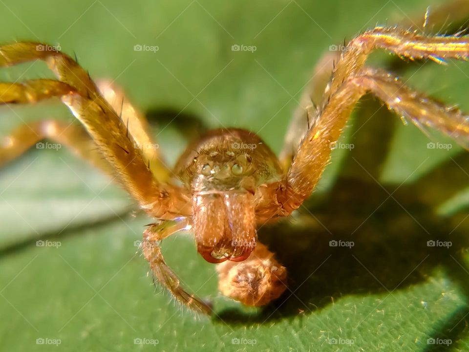 spider skin, this animal only has skin left