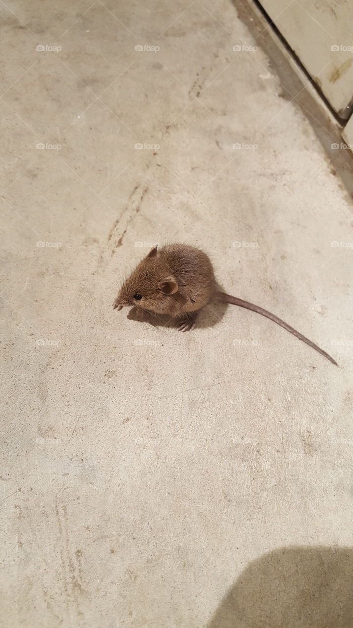 A little mouse