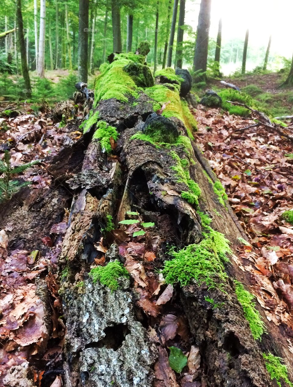 Old log in the forest