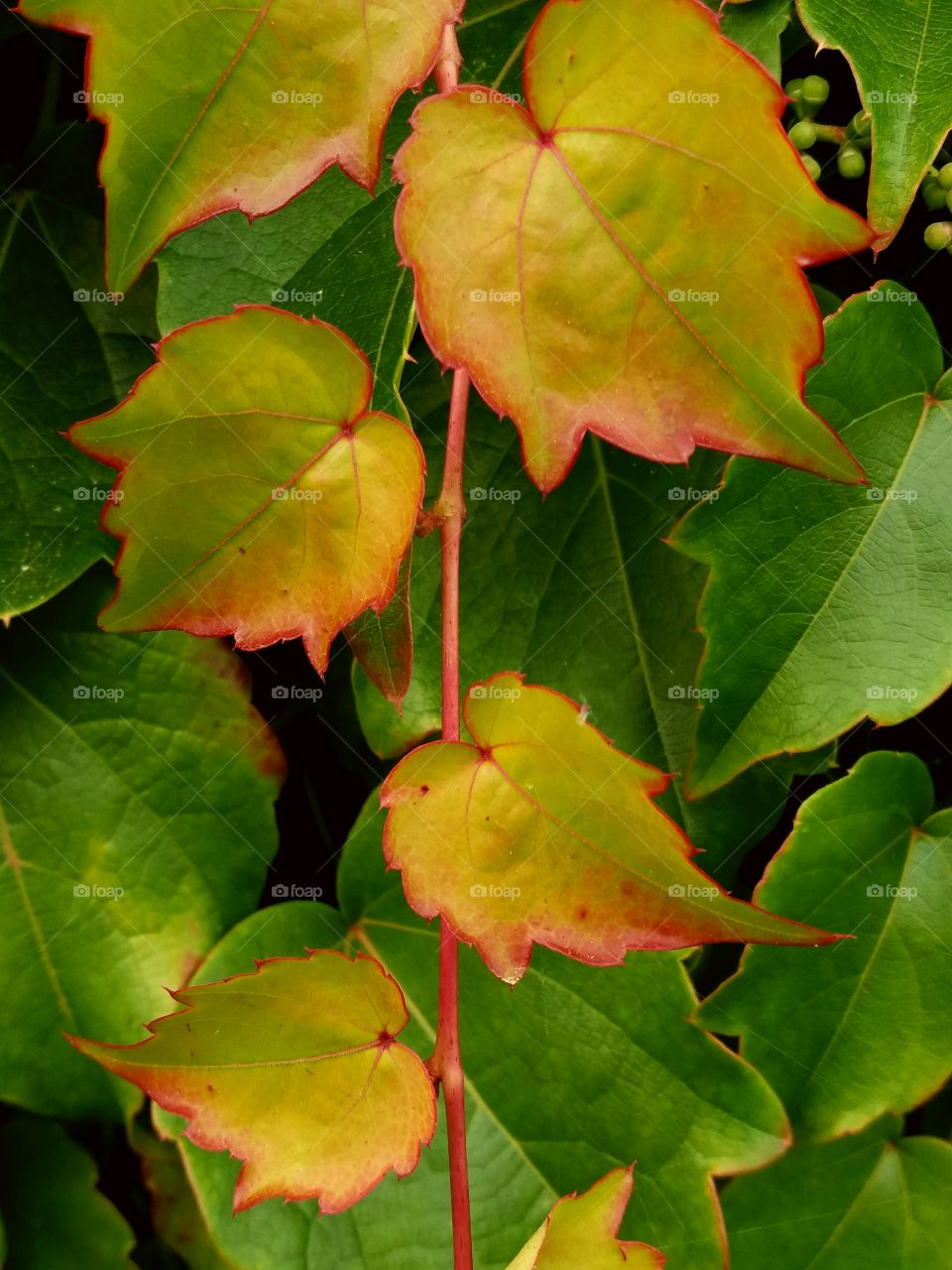 colourful fall leaves