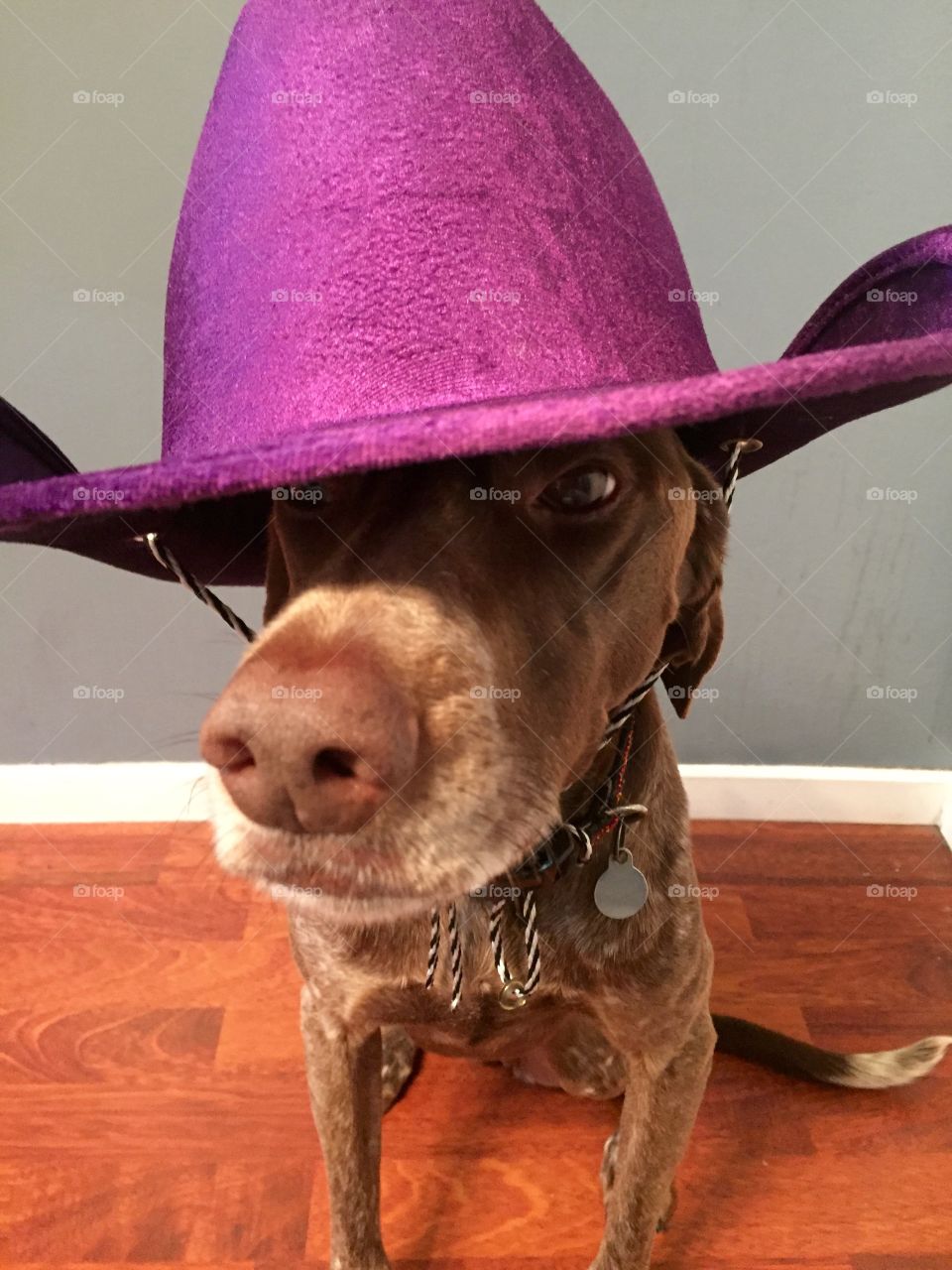 Portrait of a dog wearing hat