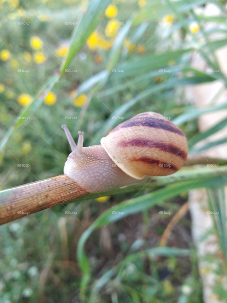 Snail