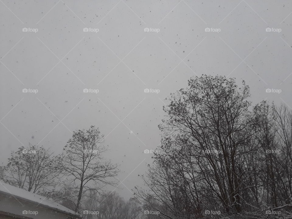 bare trees, grey skies