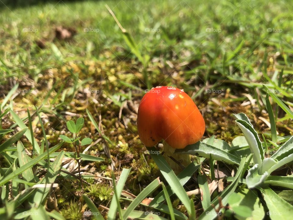Bright orange wild mushroom 