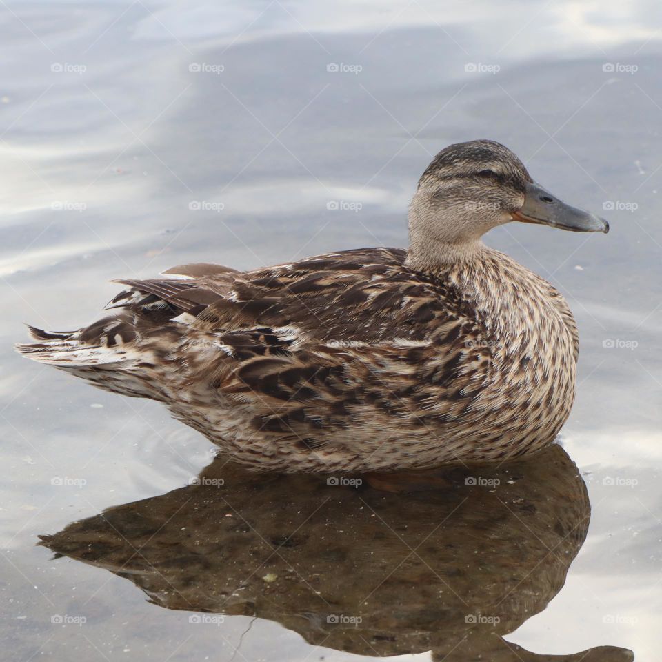 happy duck