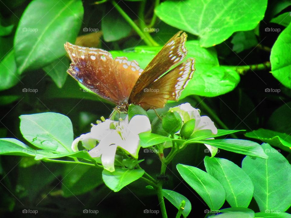 Beautiful butterfly Euploea core, the common crow is a common butterfly .Common Indian crow, and in Australia as the Australian crow.It belongs to the crows and tigers subfamily Danainae.