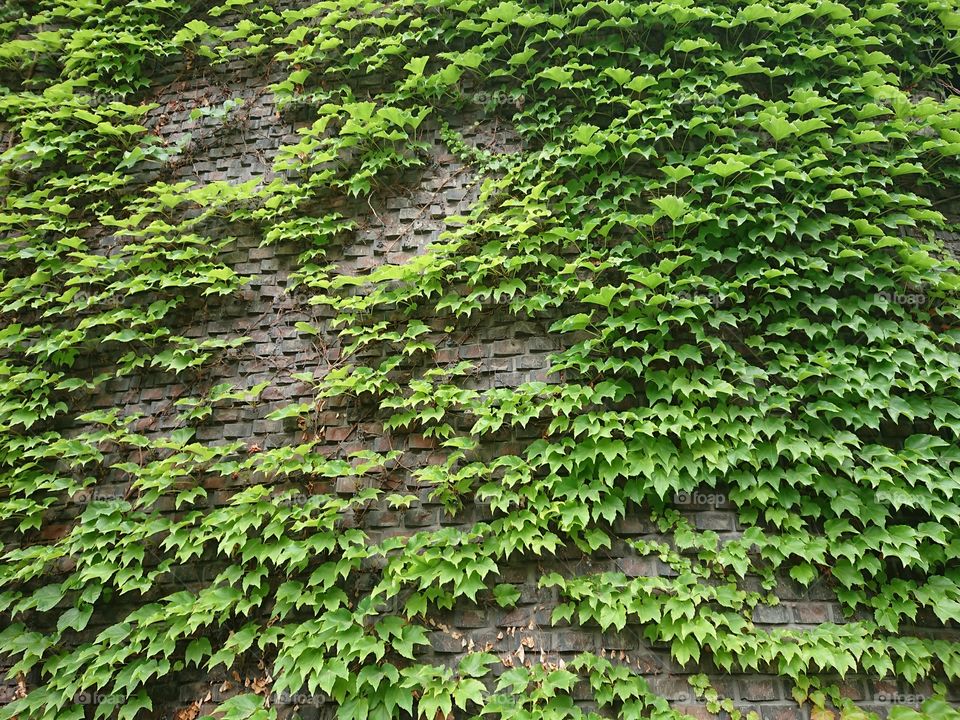 Ivy, Leaf, Growth, Flora, No Person