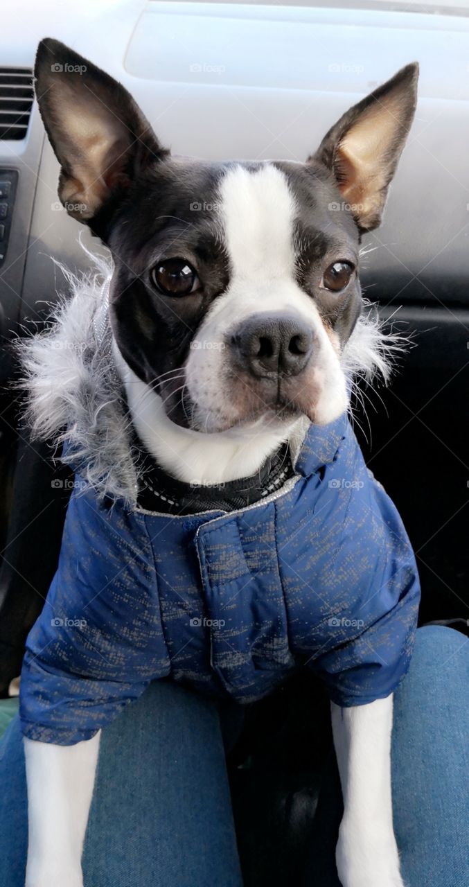 bozo the Boston Terrier ready for winter in his coat, excited to go for a ride, so much fun!