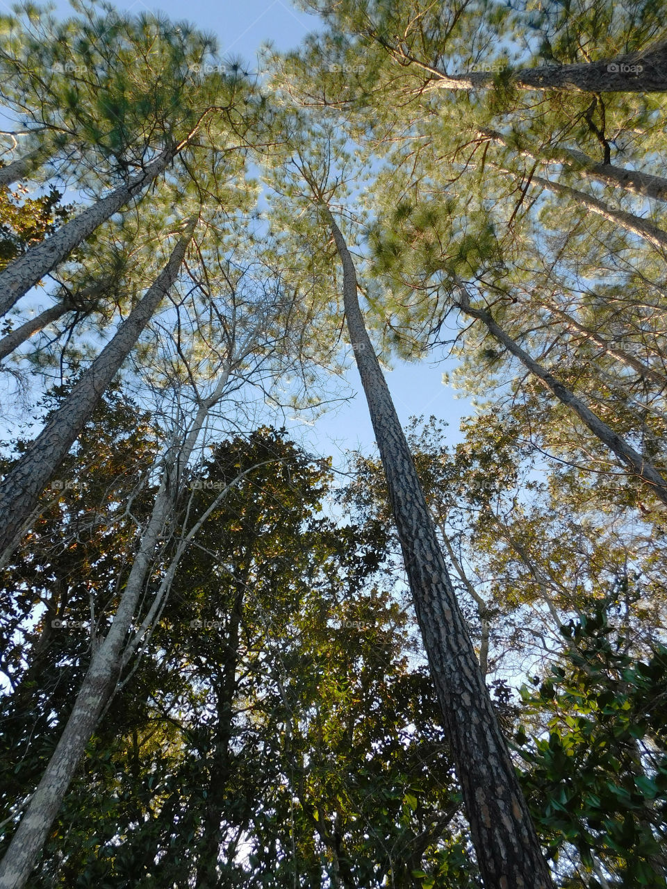 A Forest in every season! The forest's smell was fresh and organic! You could hear rustling as the wildlife scattered as the twigs were crunching under my feet. The trees were the towers of the forest. There are forests for all four seasons which display their own individual characteristics!