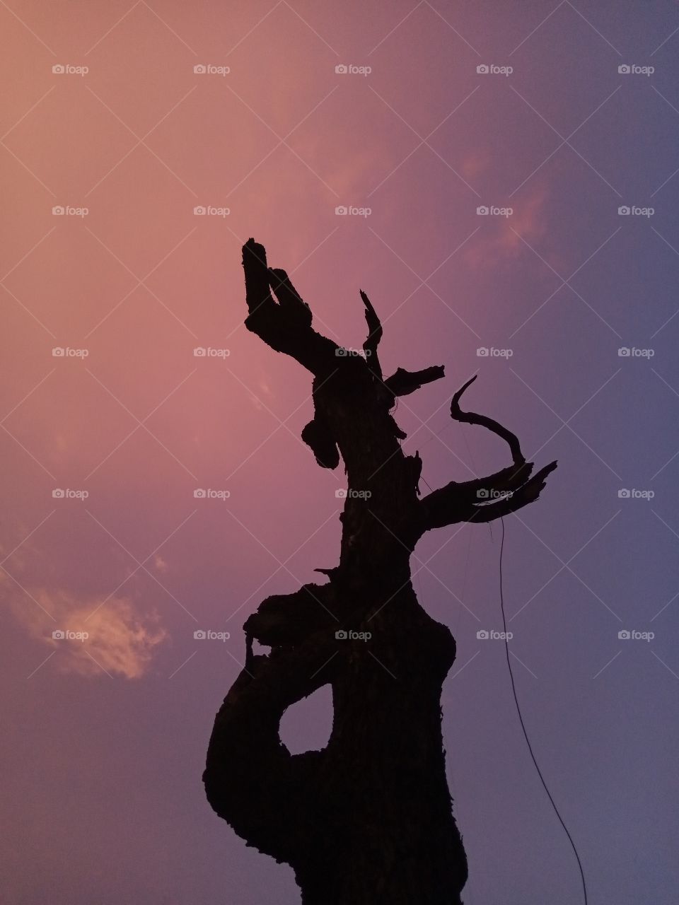 Pink and purple evening sky.