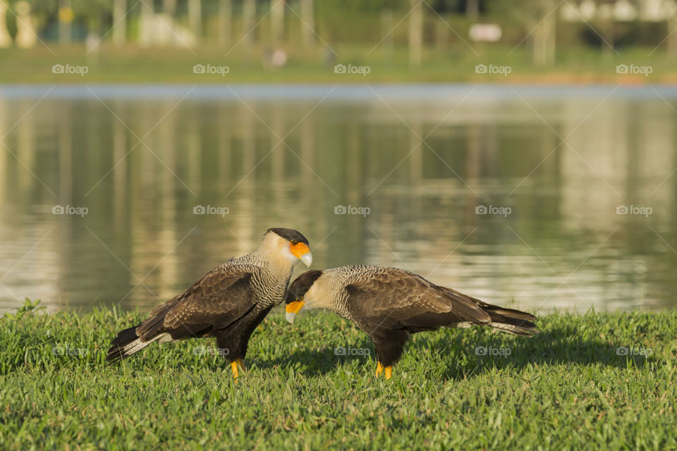 Caracara ( Polyborus plancus ).