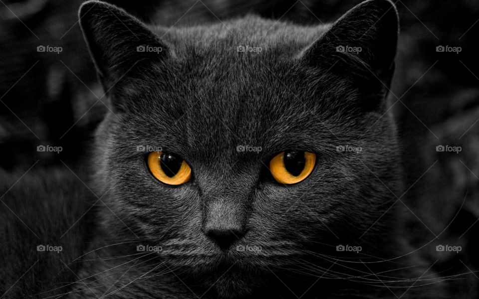 Olhar penetrante de um gato preto.
