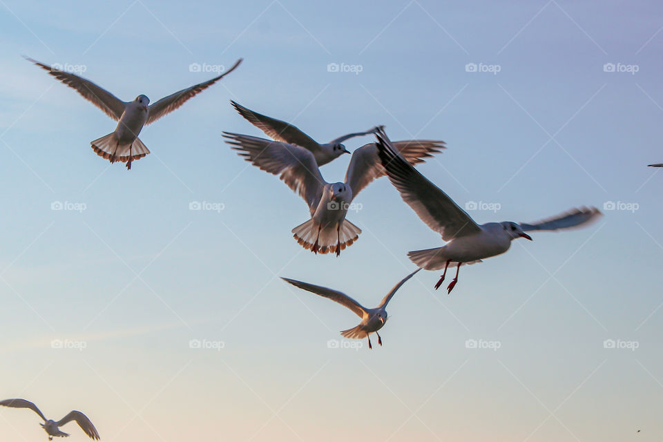 Gulls