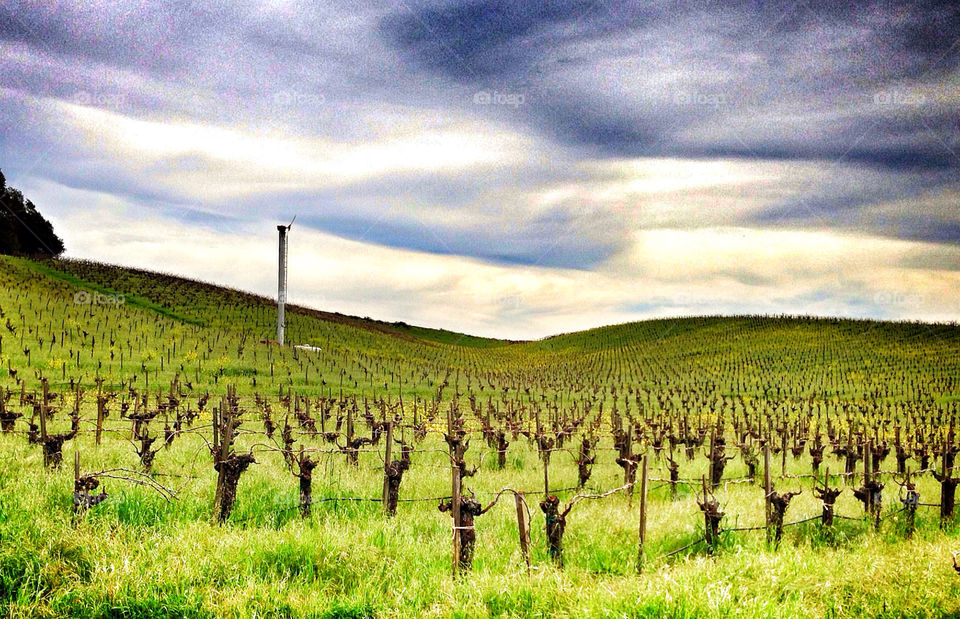 Waiting for the Grapes