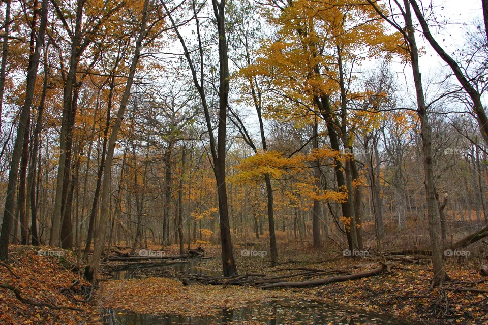 Fall