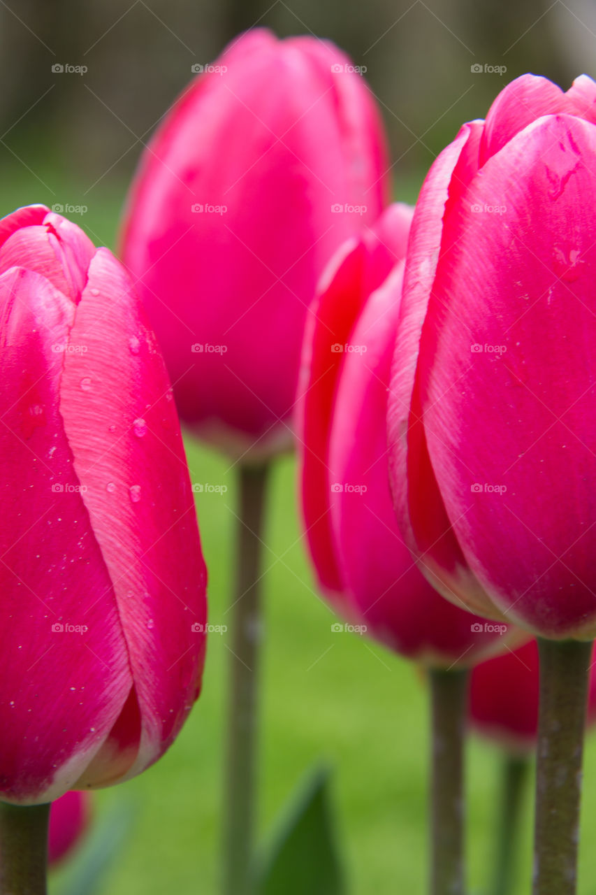 Tulips and water droplets 