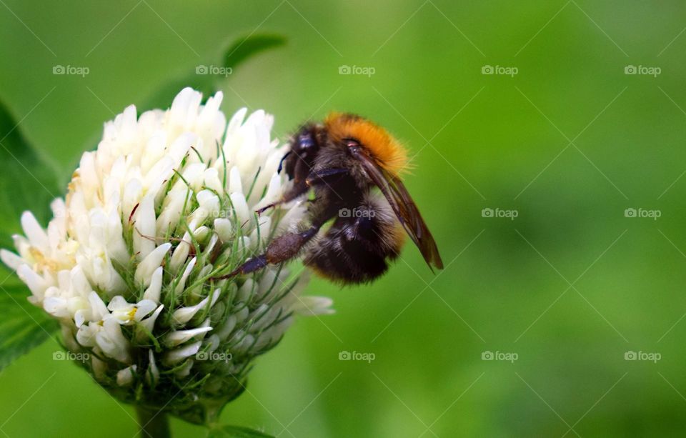 Big bee pollinating a clover flower