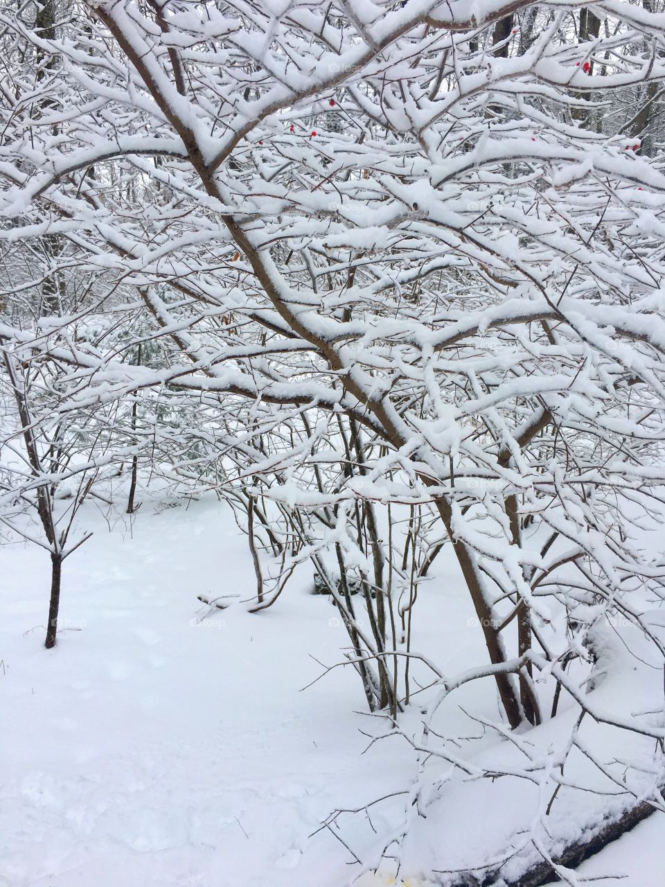 Snow covered branches 