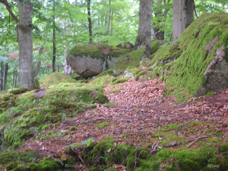 Wood, Nature, Landscape, Leaf, Tree