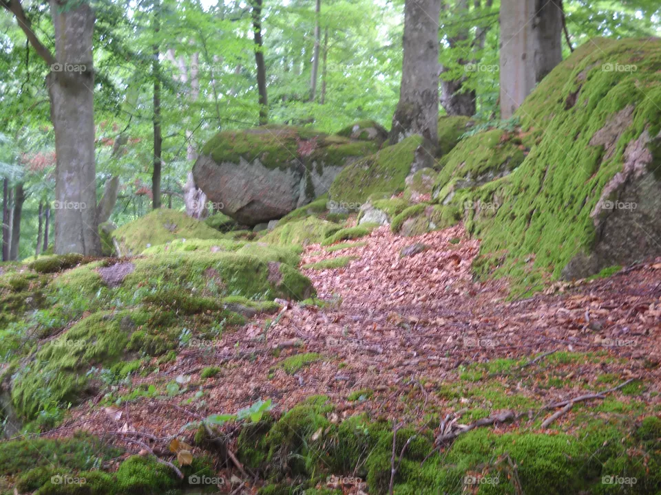 Wood, Nature, Landscape, Leaf, Tree