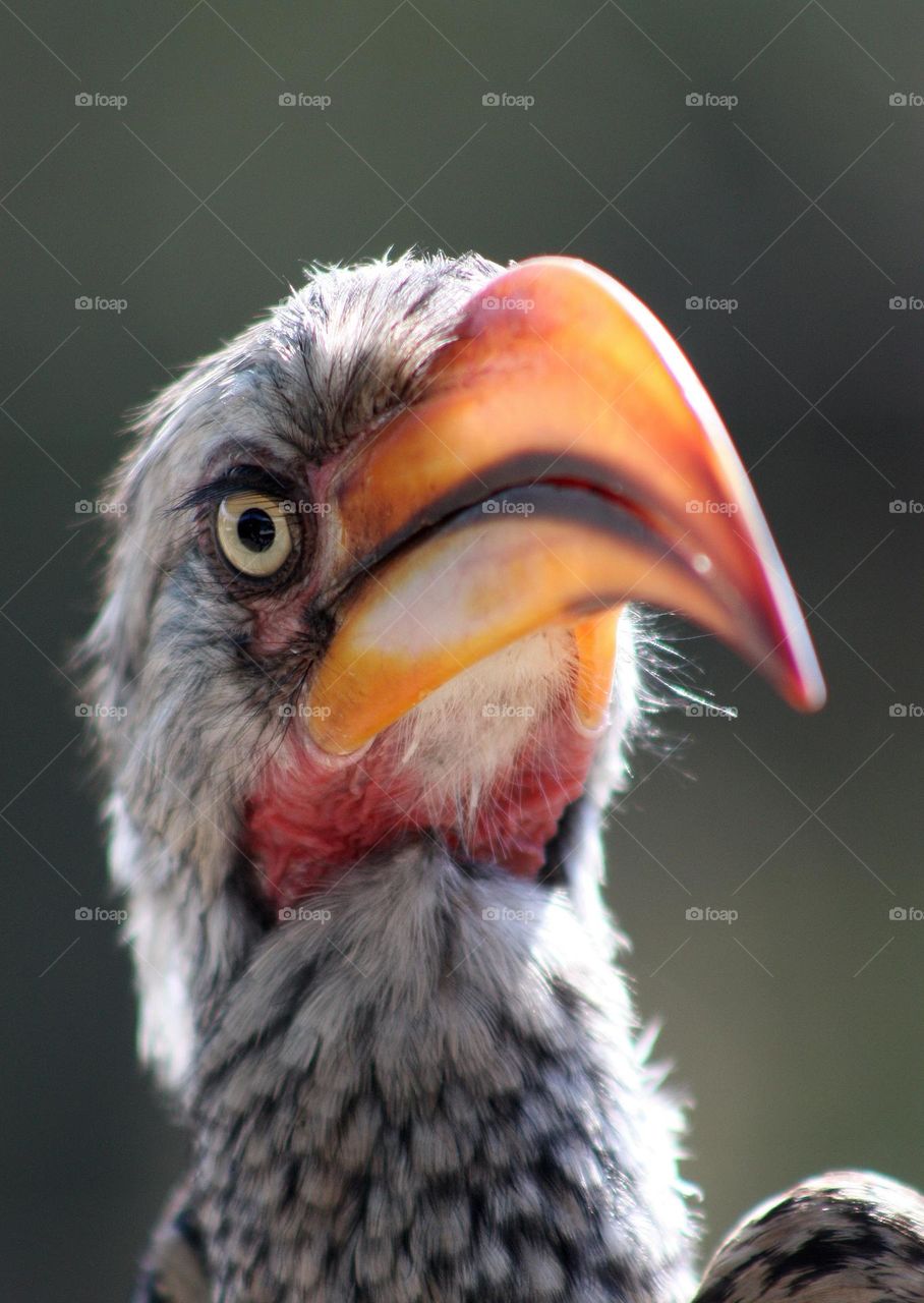 Southern yellow-billed hornbill