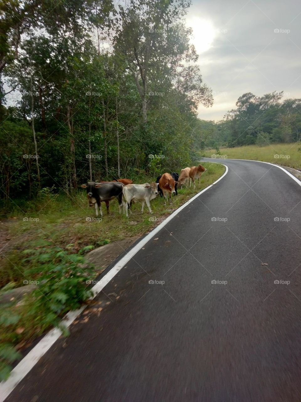 Cows on the side of the road in rural Thailand.