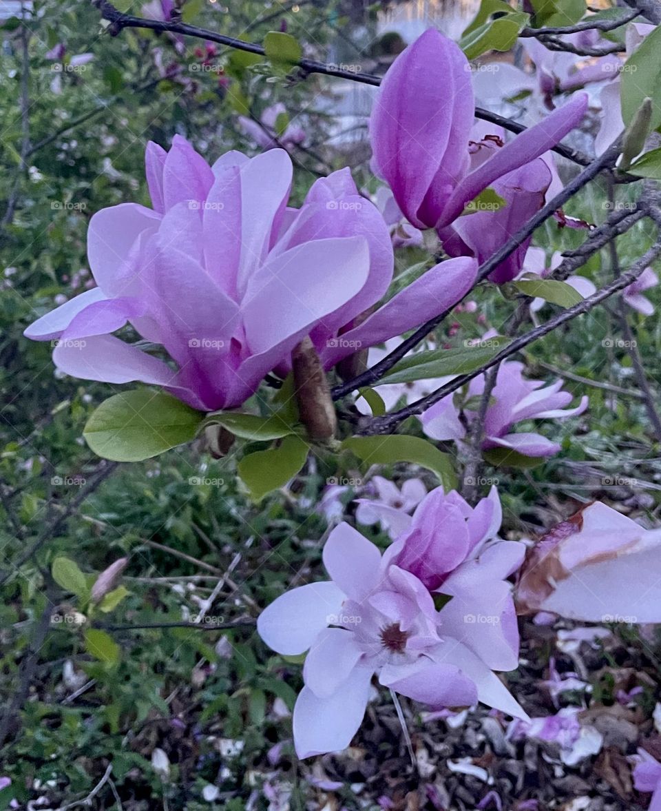 Fragrant magnolia blossoms glow softly in purple hues, standing out against lush green leaves on a magnolia tree in a public garden, just after sunset on a serene Spring evening.