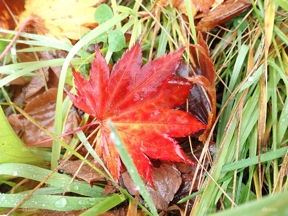 Fallen leaf