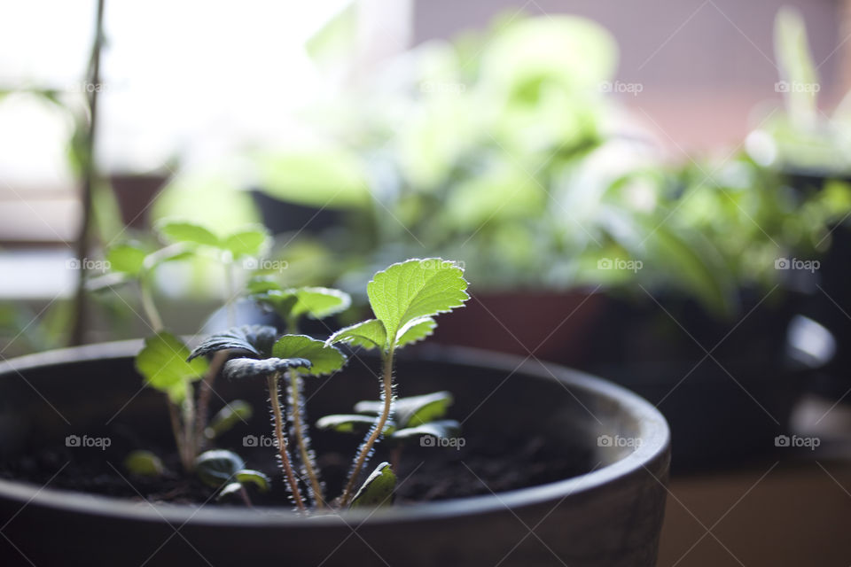 Strawberry plant