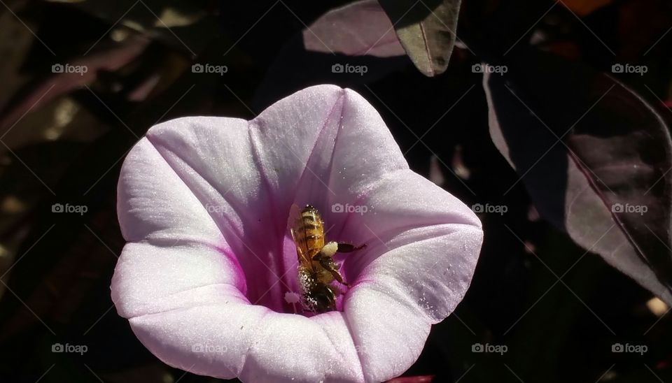Bee collecting pollen