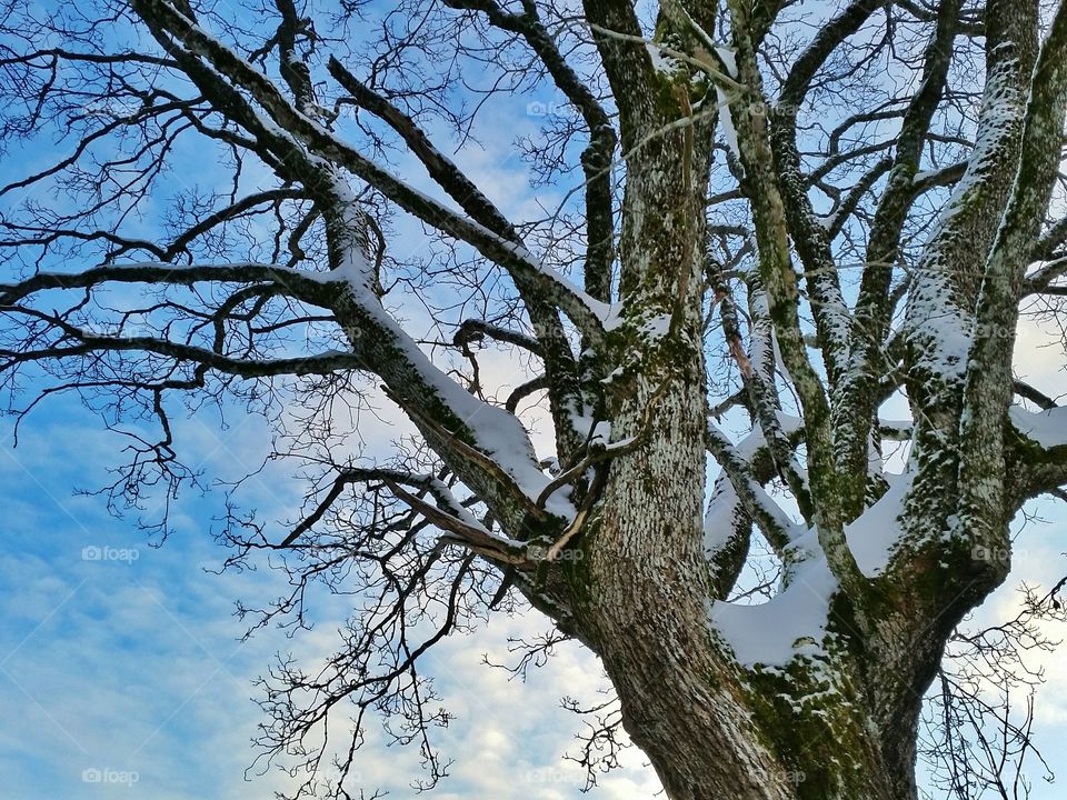 Winter tree