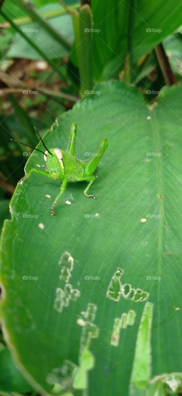 The green grasshopper perched on the leaf may be looking for food