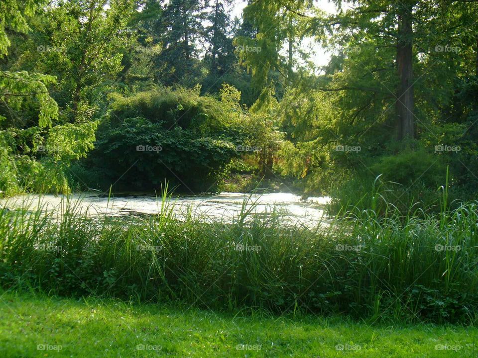 idyllic  lake  with green bank