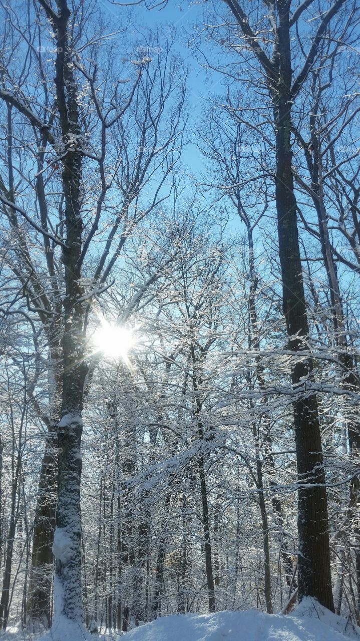 Sunlight through frozen bare trees in the forest