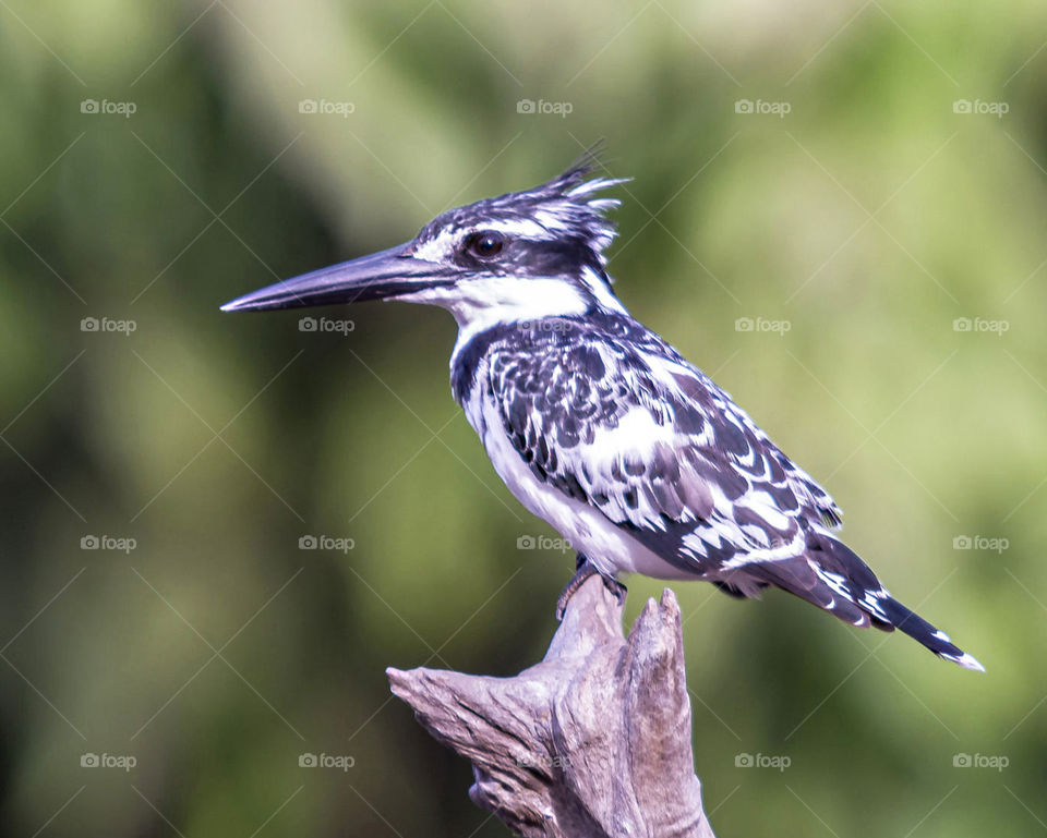 Gambia wildlife pictures