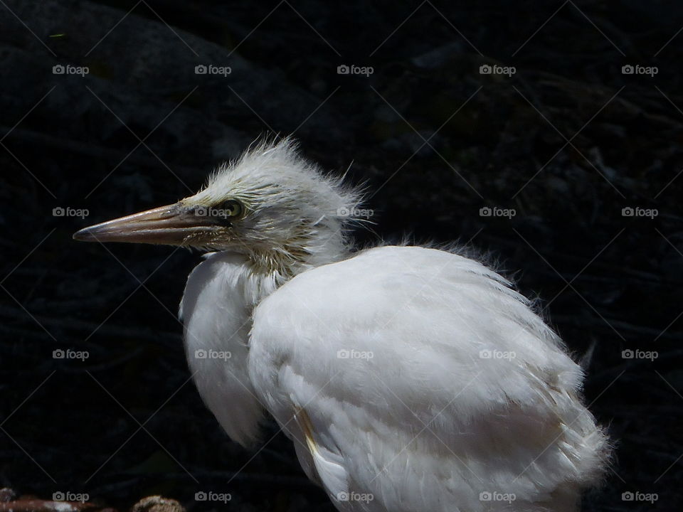 Portrait of a defiant chick