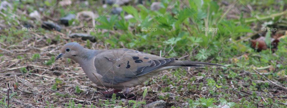 Mourning dove in field on an April morning 