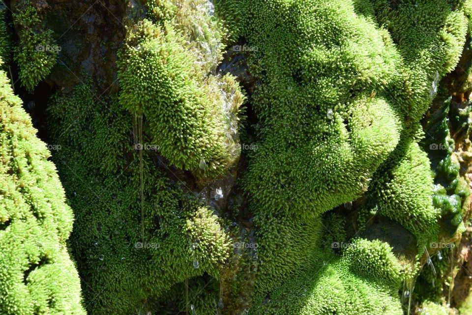 Dripping wet moss