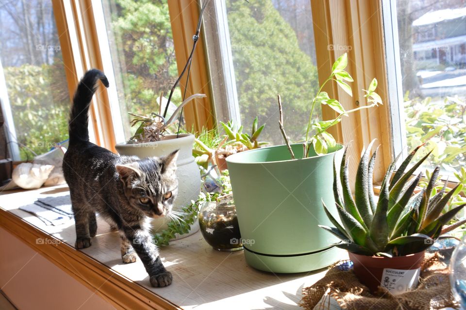 A kitty explores the home garden of plants
