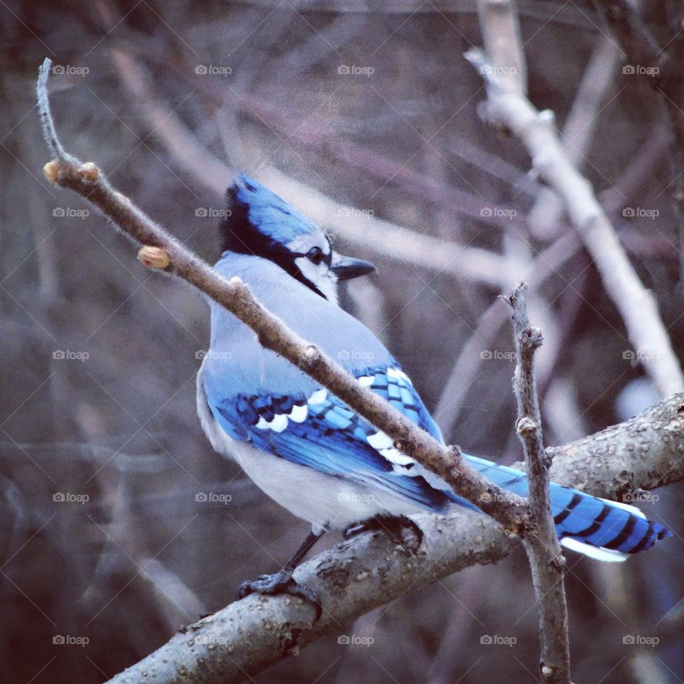 Bluejay