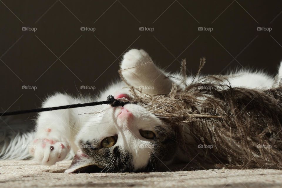 Young cat plays with a feather. She likes the
flying movements of the feather and tries
to catch it