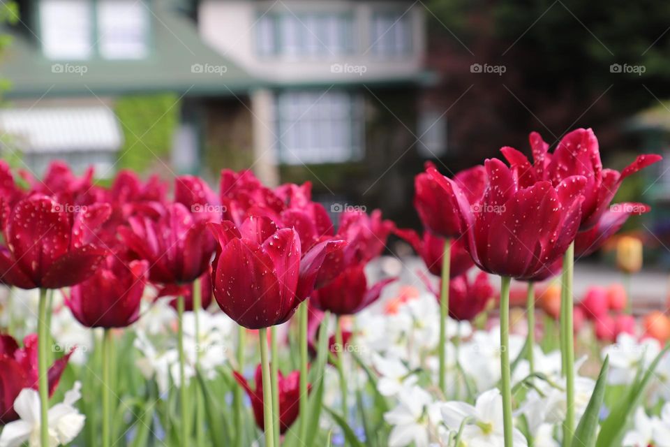 Tulips in the garden 