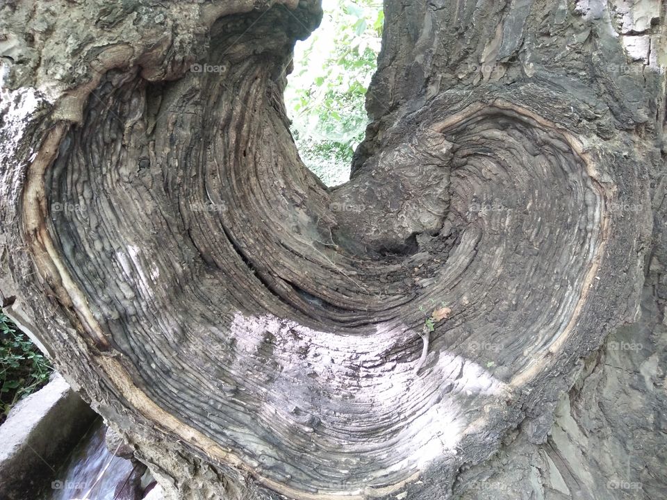 tree wood
