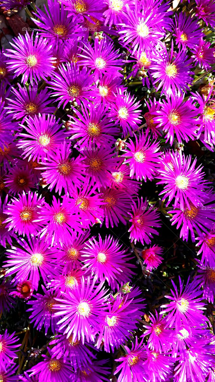 Pink Daisies . Pink Daisies growing in the parkway.