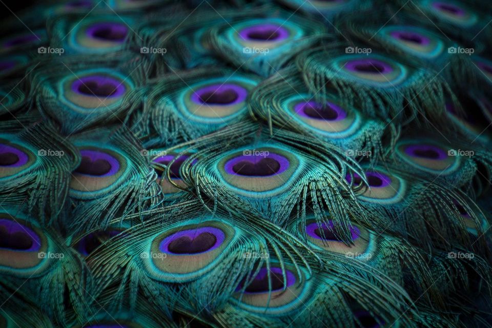 Colorful tail of a peacock